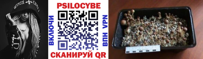 Галлюциногенные грибы Psilocybine cubensis  Сельцо 